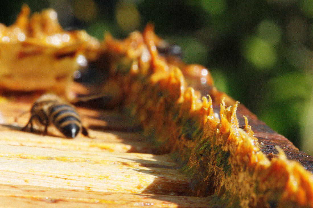 Propolis in beehives